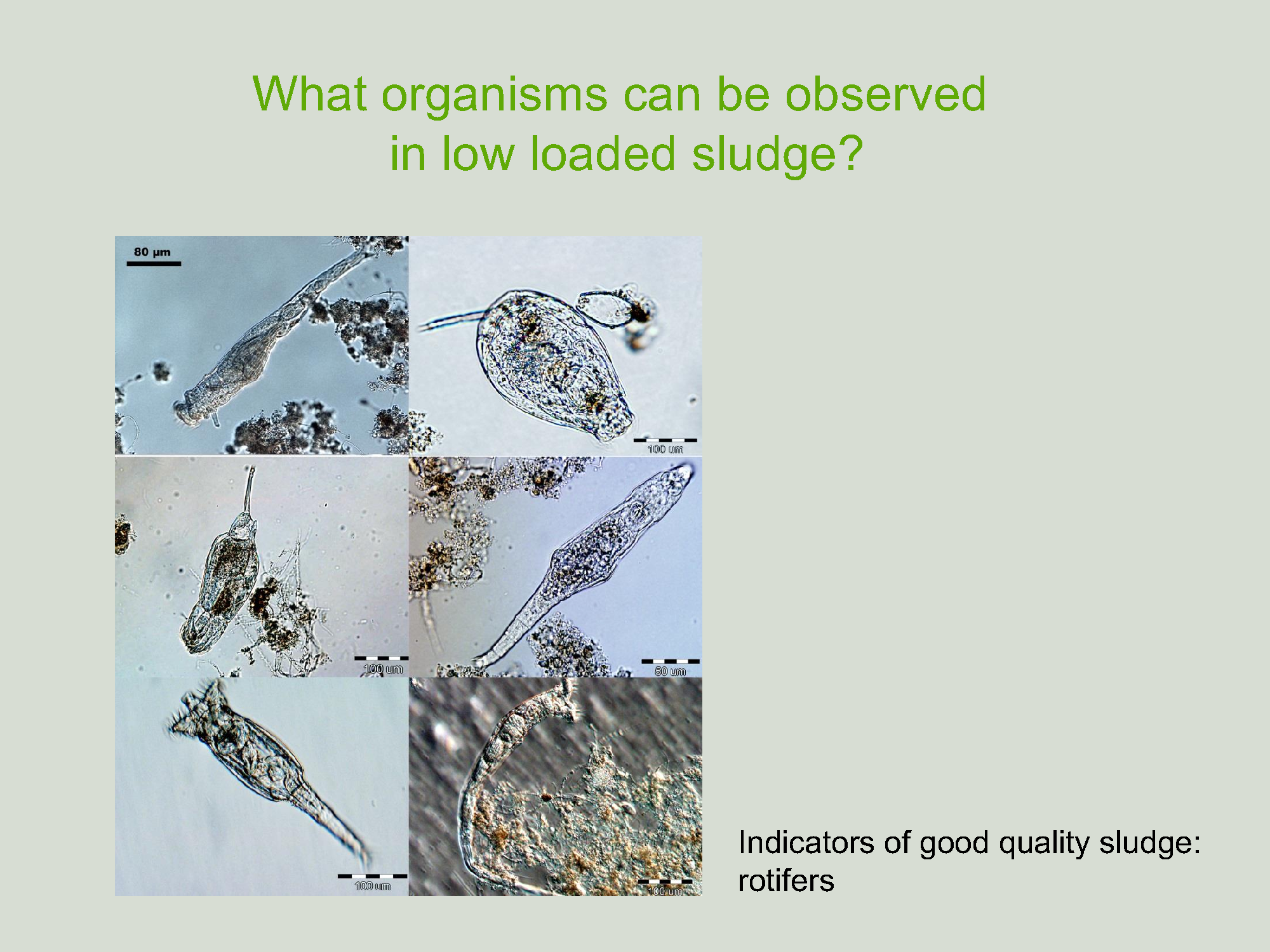 Prezentacja_Erasmus_Plus1ang_15